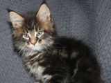 Des chatons Maine Coons LOOF &agrave; r&eacute;server