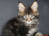 Des chatons Maine Coons LOOF &agrave; r&eacute;server