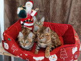 Chaton Bengal à vendre