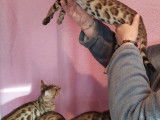 Chaton Bengal à vendre