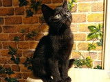 Chaton noir à donner