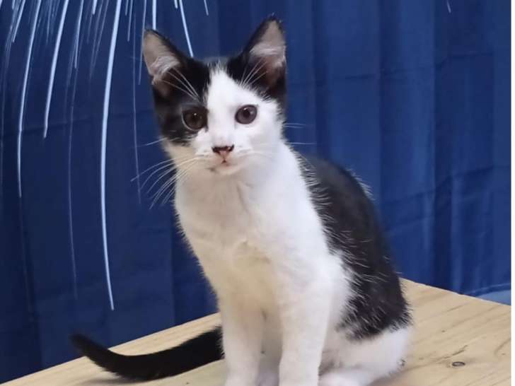 Disponible à l'adoption : chaton femelle noir et blanc