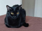 Chatte noire en quête d’une famille