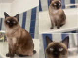 Chatte à donner
