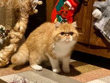 Chaton Exotic Shorthair à vendre