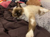 Cherche mâle Siamois, Birman ou Ragdoll pour saillie