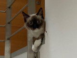 Cherche mâle Siamois, Birman ou Ragdoll pour saillie