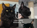 Beau mâle Maine Coon LOOF disponible pour saillie