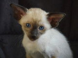 Chaton Siamois LOOF à vendre