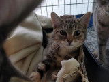 À adopter : chatonne tigrée