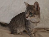 À donner : chaton femelle tigré gris