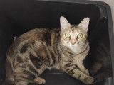 À donner : chatte tigrée