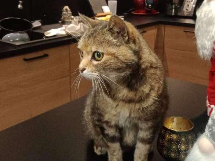 À céder, chat de 6 ans