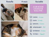 À octroyer, chaton femelle de 9 mois