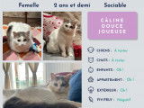 Chatte de 2 ans prête pour l'adoption