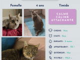 Chatte cherchant un foyer