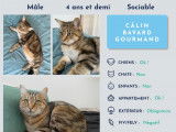 Chat de 4 ans en quête d’une famille
