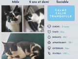 Cherchant un foyer, chat de 2 ans