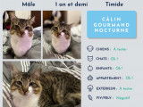 À adopter : chat d’un an