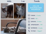 À céder : chat âgé d'un an