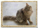 Chat tigré à adopter