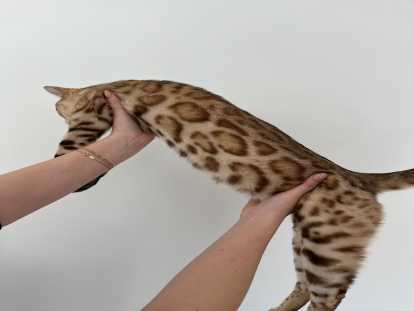 Mâle Bengal snow sepia disponible pour saillie