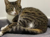 À adopter, chatte tigrée