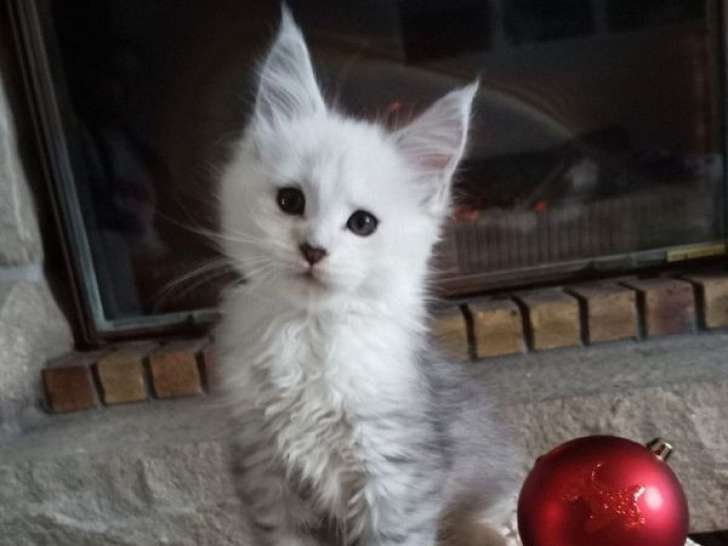 À vendre : 3 chatons Maine Coons LOOF