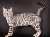 Disponible à la saillie : un chat Bengal LOOF