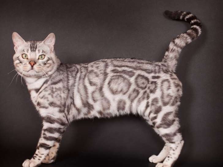 Disponible à la saillie : un chat Bengal LOOF