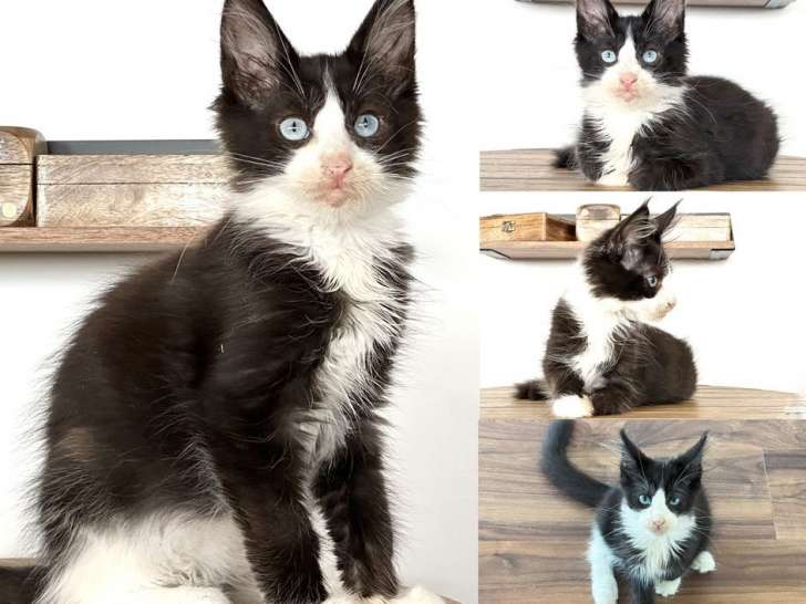 2 chatons mâles Maine Coons LOOF noirs et blancs à vendre