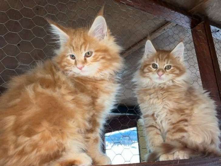 2 chatons Maine Coons LOOF mâles roux à vendre