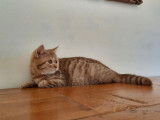 Chaton mâle British Shorthair LOOF cinnamon mackerel tabby disponible