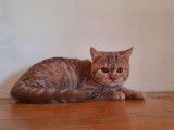 Chaton mâle British Shorthair LOOF cinnamon mackerel tabby disponible