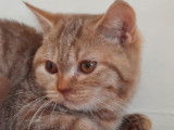 Chaton mâle British Shorthair LOOF cinnamon mackerel tabby disponible