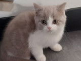 Chaton Scottish Straight LOOF mâle lilas et blanc à vendre