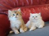 2 chatons British Longhair noir ombré LOOF disponibles