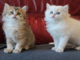 2 chatons British Longhair noir ombré LOOF disponibles
