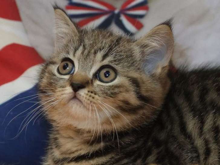 Un chaton British Shorthair marron tabby à la vente (LOOF)