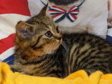 Un chaton British Shorthair marron tabby à la vente (LOOF)