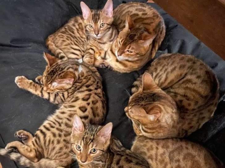 Disponibles à la vente : 3 chatons mâles Bengals à rosettes LOOF
