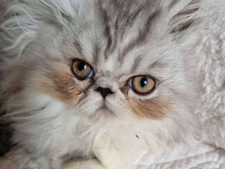 Un chaton Persan LOOF mâle disponible à l’achat