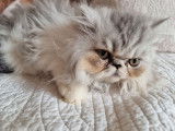 Un chaton Persan LOOF mâle disponible à l’achat