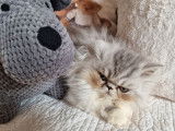 Un chaton Persan LOOF mâle disponible à l’achat