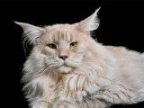 Un chat mâle Maine Coon LOOF disponible pour une saillie.