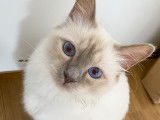 Chat mâle Sacré de Birmanie LOOF disponible pour saillie