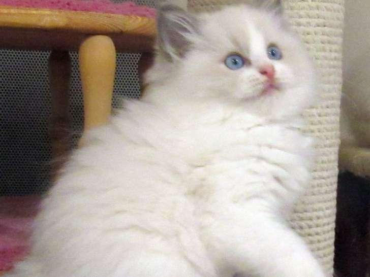 À réserver : un chaton Ragdoll bleu bicolore LOOF