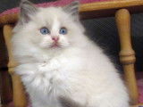 À réserver : un chaton Ragdoll bleu bicolore LOOF
