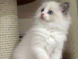 À réserver : un chaton Ragdoll bleu bicolore LOOF