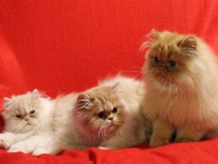 Disponibles à l’achat : 3 chatons Persans LOOF